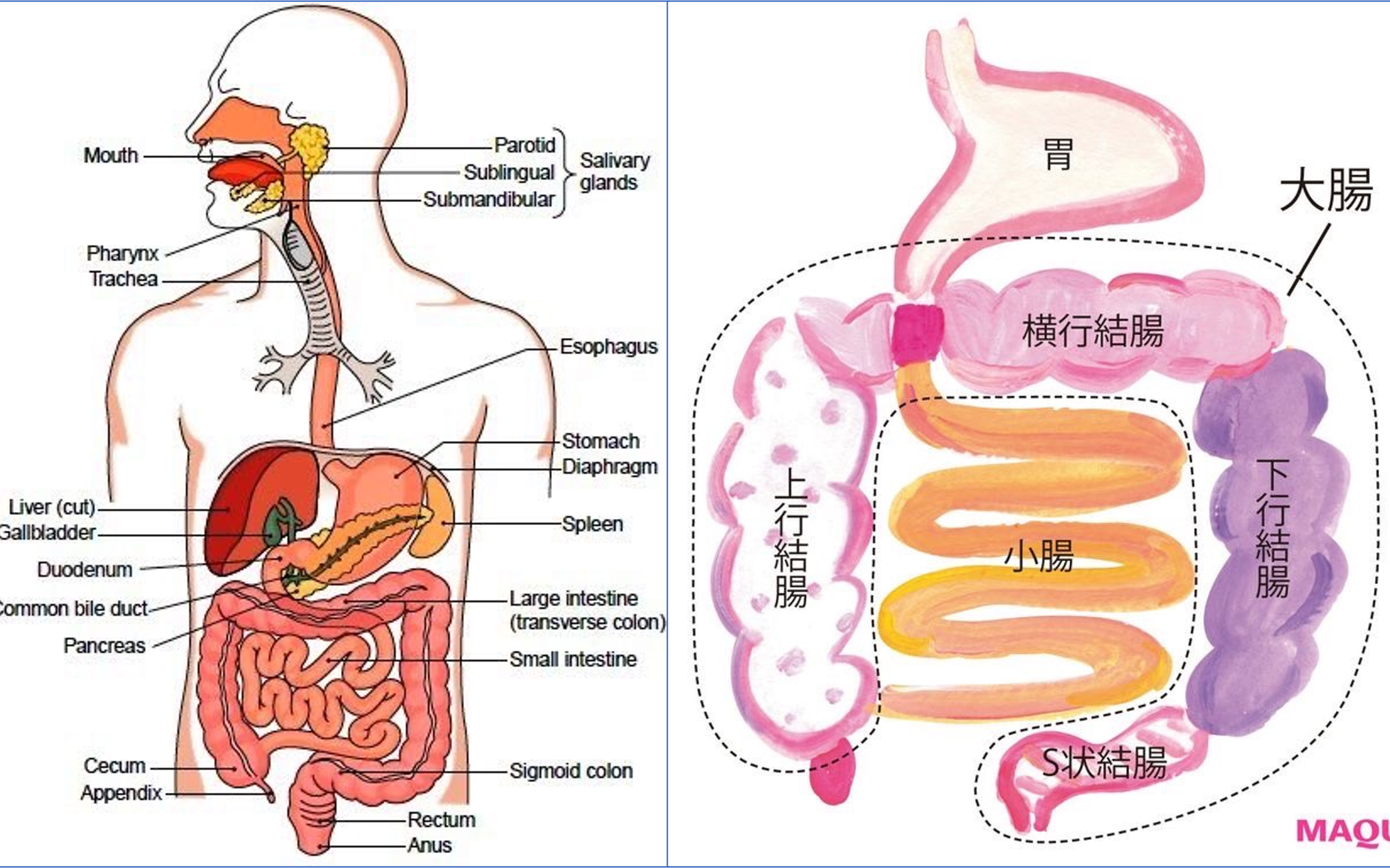 腸道健康牽一髮而動全身！「靠吃」就能養好腸道菌叢？