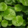 奈米級最強新寵「積雪草外泌體」6大功效 敏感紅腫秒速退
