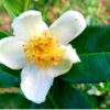 茶花減肥有科學根據？日本專利山茶花萃取人體實驗 打造「躺瘦系」體質