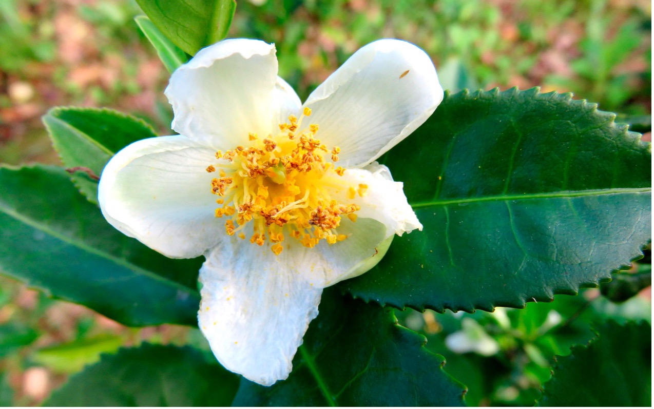 茶花減肥有科學根據?日本專利山茶花萃取人體實驗 打造「躺瘦系」體質
