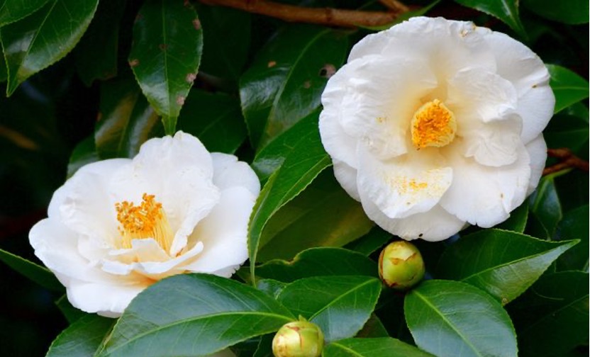茶花