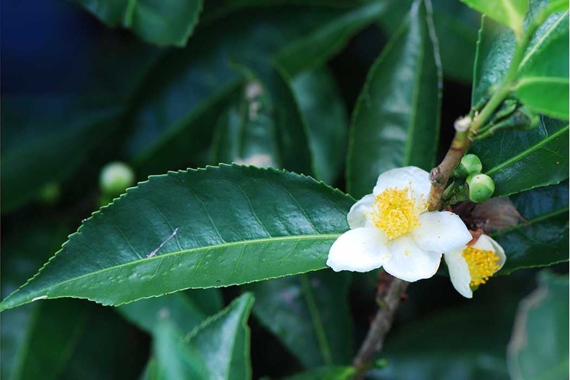 茶花