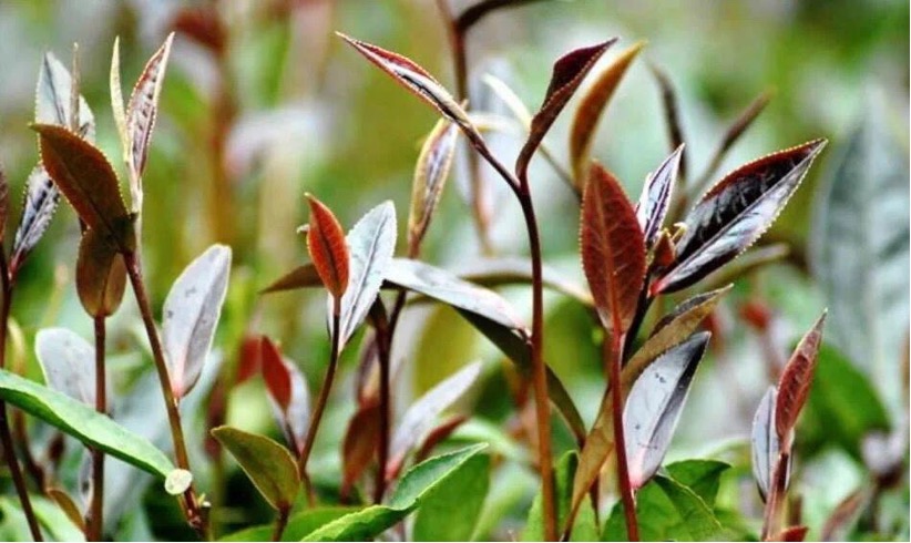 紫茶