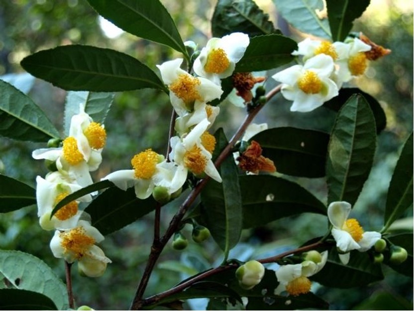 茶花