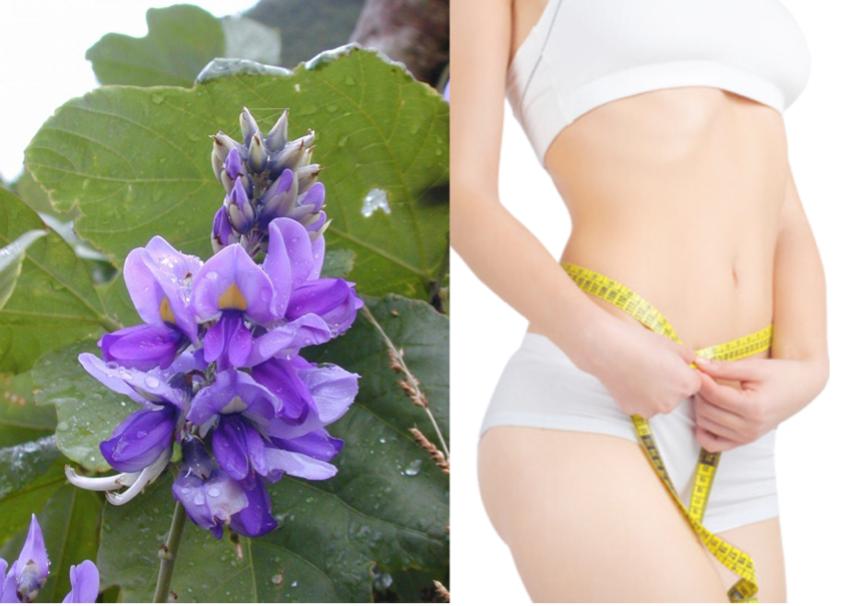 日本葛花5大功效喚醒燃脂引擎！擊退內臟脂肪 燃力X3倍啟動