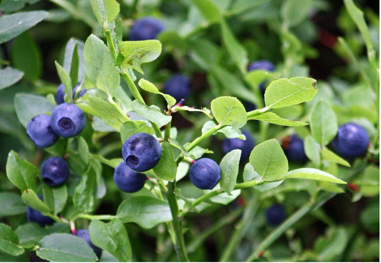 醫美級透白！皮膚科醫生一致好評，越桔熊果素幫你『關掉暗沉』